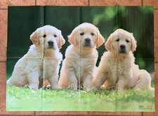 Medizini Poster, Golden-