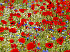 30 m² MOHNWIESE extra MOHN |