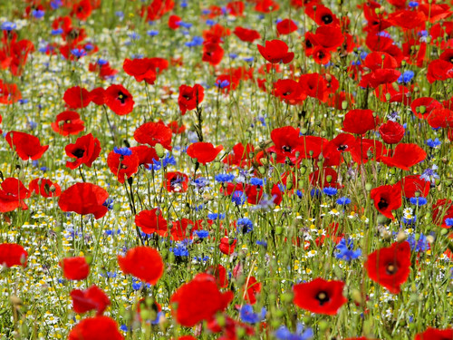Mohnwiese extra mohn - 30,