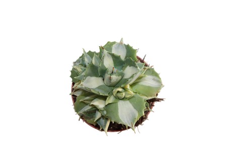 Agave potatorum ouhi - agave, ‘ouhi