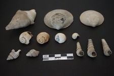 Belgien Antwerpen Tertiär