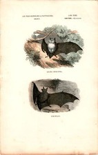 Antike Handkolorierte Lithographie Grafik 19 Jh. , Tiere, Fledermaus, Flughunde