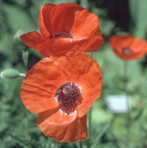Türkischer mohn lauffeuer - mohn,