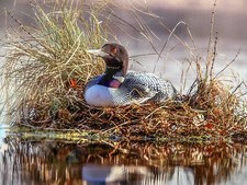 Great Northern Diver (Common