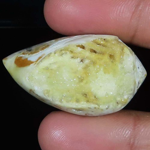 Natürlich fossil schnecke - natürlich,