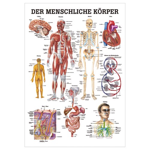 Der menschliche körper - der,