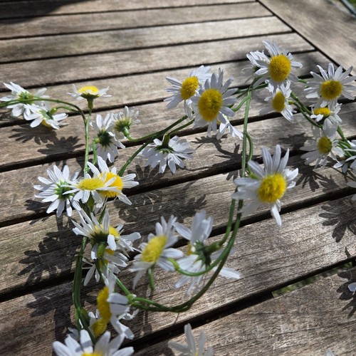 Gänseblümchen daisy blüten - gänseblümchen,