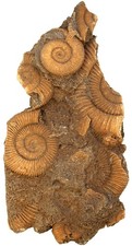Lias  Schöne Stufe mit Dactylioceras athleticum  Ammonit  Schlaifhausen  W27-3