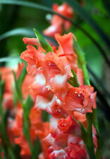 SAMEN die Gladiole tolle