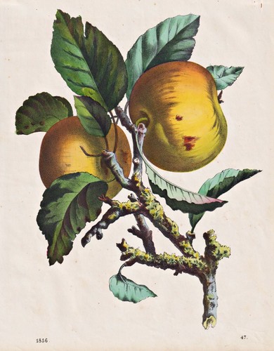 Apfel apple tree - , apples