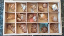 Muscheln Schnecken  Sammlung