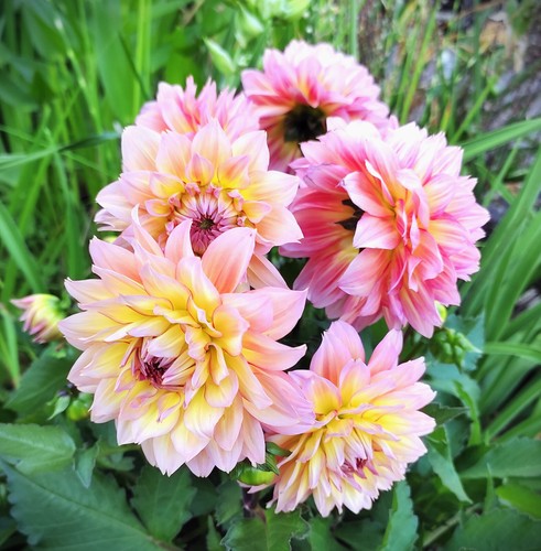 Dahlien - (◕‿◕)\@,