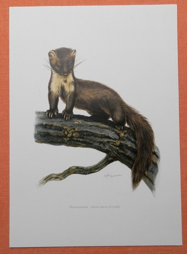 Baummarder oder edelmarder - baummarder,