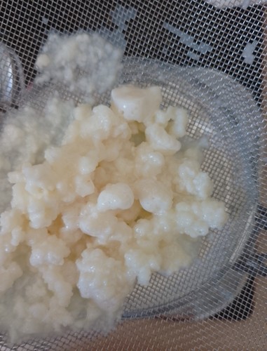Kefirknolle bio ursprung - bio,