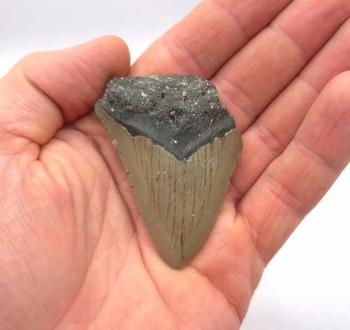 Megalodon haizahn fossil 3 - haizahn,