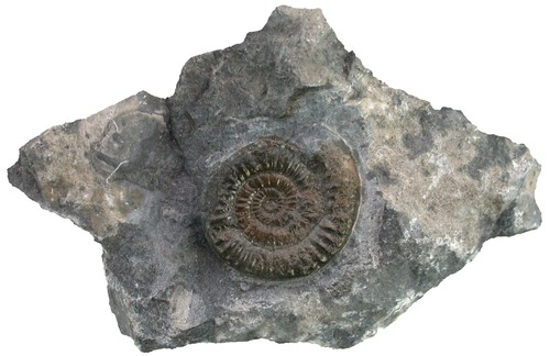 Lias vermiceras scylla - lias,