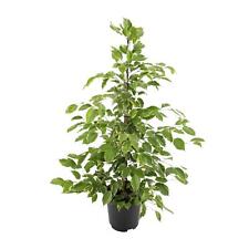 Ficus benjamina Goldenking -