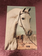 Fotopostkarte Araber Schimmel AK Pferd 