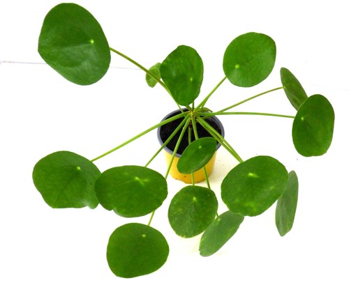 Ufo pflanze pilea glückstaler - ufo,