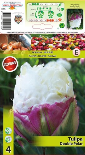 Tulpen - (◕‿◕)\@,