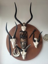 4 südafrikanische Antilopen