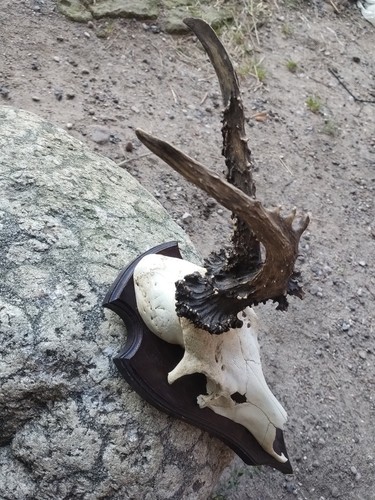 Kapitale rehbock trophäe - kapitale,