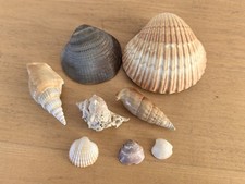 Konvolut Deko Muscheln 7