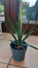 Selten: Kanarischer Drachenbaum Dracaena Draco 40 cm gross wüchsig Palme Baum