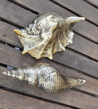 2-er Set  Muschel Groß