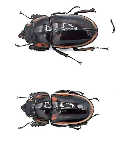 Lucanidae prosopocoilus - lucanidae,,