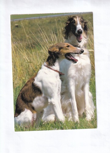G2397 hund barsoi - hund,
