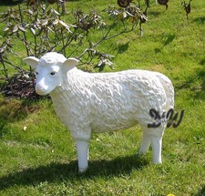 SCHAF KOPF zur SEITE stehend