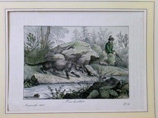 Fischotter, ein Fischotter am