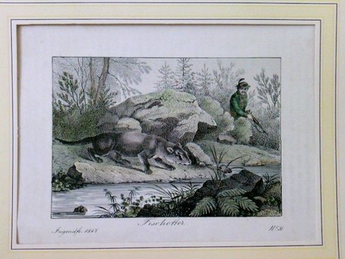 Fischotter ein am - ein,