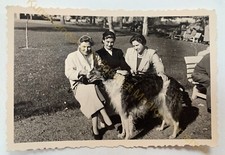 orig. Photo Photograph Dog