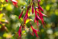 Fuchsia magellanica 'Gracilis', Fuchsie, zweifarbig, 30–40 cm