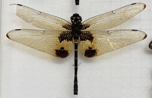 Odonata chlorogomphus papilio - chlorogomphus,