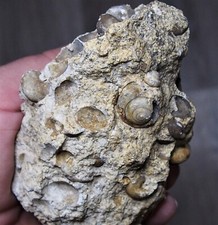 612gr. Gastropod Turritella