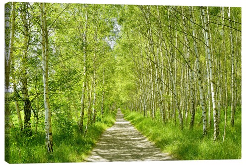 Leinwandbild waldweg - leinwandbild,