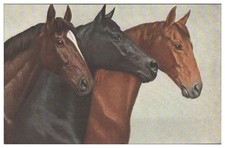 XX2425/ Pferde Pferdekopf