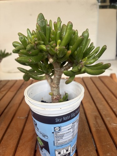 Geldbaum pfenningbaum crassula - geldbaum,