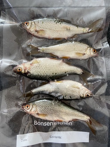Köderfische rotaugen 25stk - köderfische,