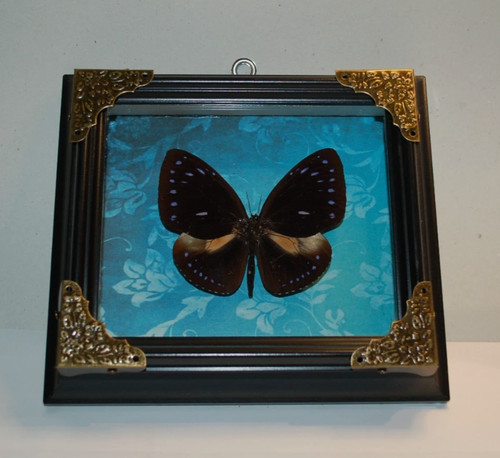 Präparierter schmetterling - präparierter,