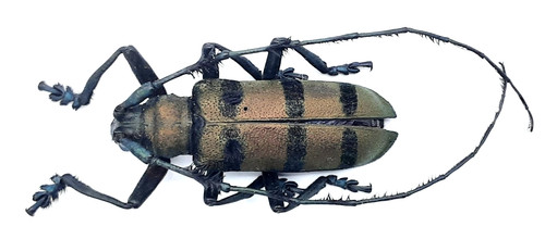 Cerambycidae thysia wallichii - cerambycidae,,