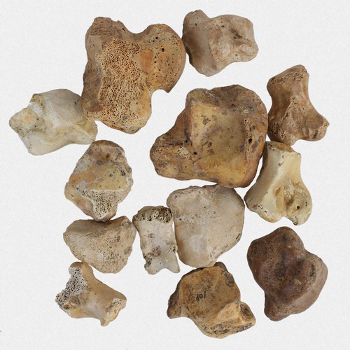 13x knochen spelaeus - 13x, u.