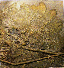 Seelilienkolonie / Lias