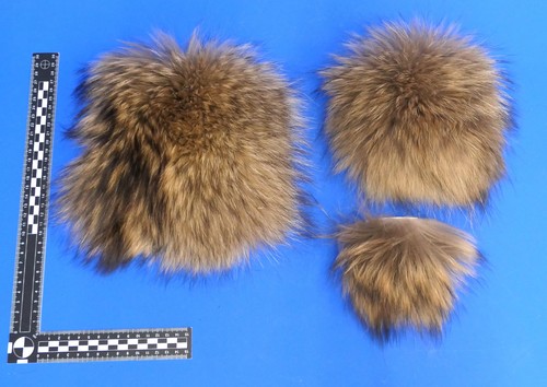 Echtes tanukifell fellstücke - echtes, tanukifell,