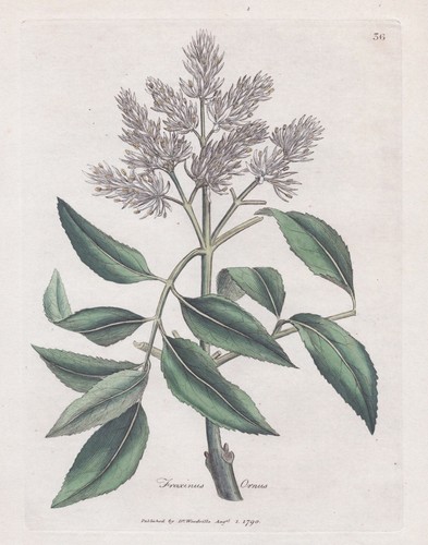 Blumenesche manna ash - , esche