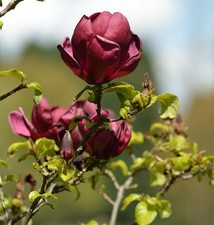 Magnolie Red as Red 100-125cm