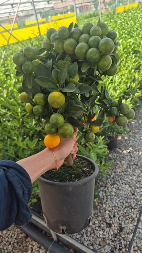 Calamondin staemmchen citrus - calamondin,